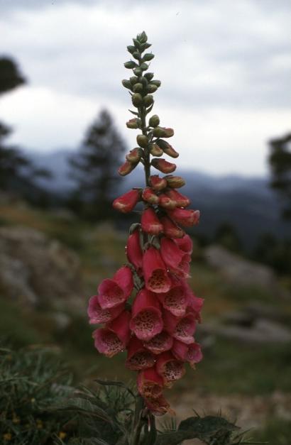 Digitalis purpurea / Digitale rossa